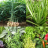 icon Plantes medicinales 4.11.2
