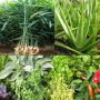 icon Medicinal plants identifier
