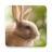 icon Cute Animals Live Wallpaper 1.0.8