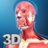 icon Muscle Anatomy 3.1