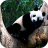 icon Sleeping Panda Video Wallpaper 3.0