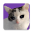 icon Stickers Cats 5.0