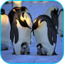 icon Penguins Video Live Wallpaper