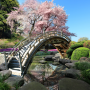 icon Sakura Garden Live Wallpaper