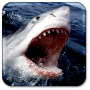 icon Shark Live Wallpaper