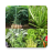 icon Plantes medicinales 5.14.1